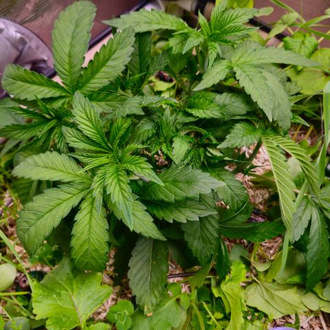 Black Cherry Gushers #2 growlog timeline photo