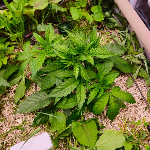 Black Cherry Gushers #3 growlog timeline photo