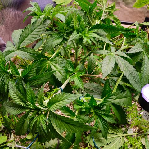 Black Cherry Gushers #2 growlog timeline photo