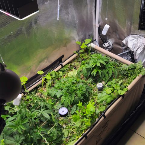 Black Cherry Gushers #4 growlog timeline photo