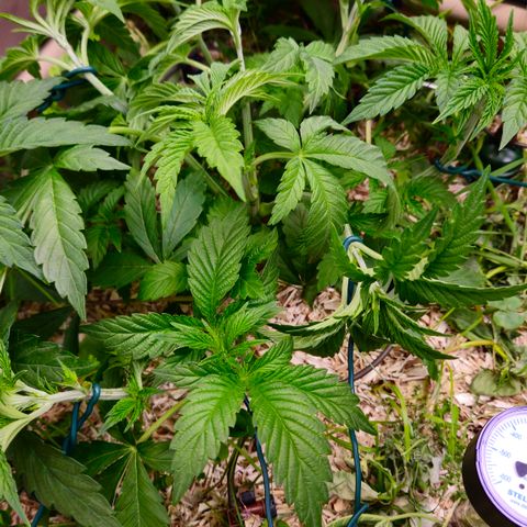 Black Cherry Gushers #2 growlog timeline photo