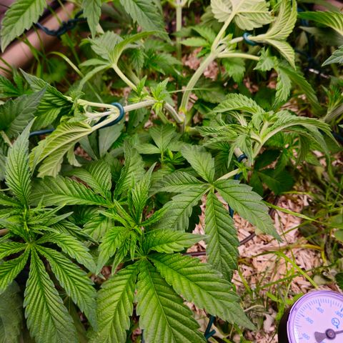 Black Cherry Gushers #2 growlog timeline photo
