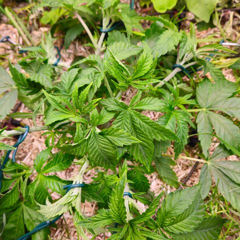 Black Cherry Gushers #4 growlog timeline photo
