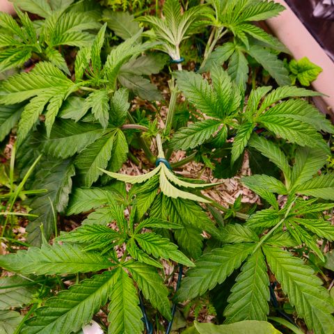 Black Cherry Gushers #3 growlog timeline photo