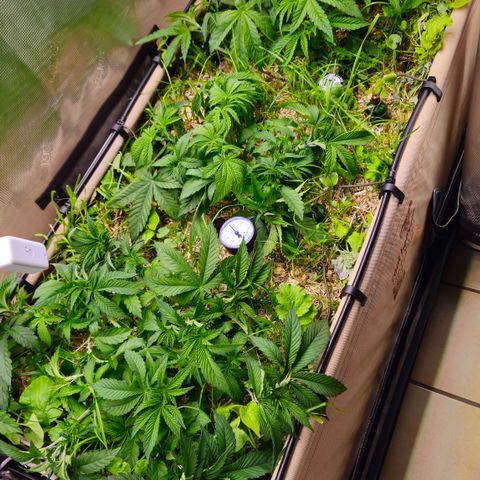 Black Cherry Gushers #4 growlog timeline photo