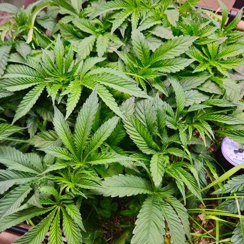 Black Cherry Gushers #2 growlog timeline photo
