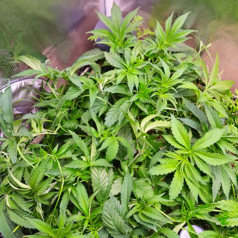 Black Cherry Gushers #2 growlog timeline photo
