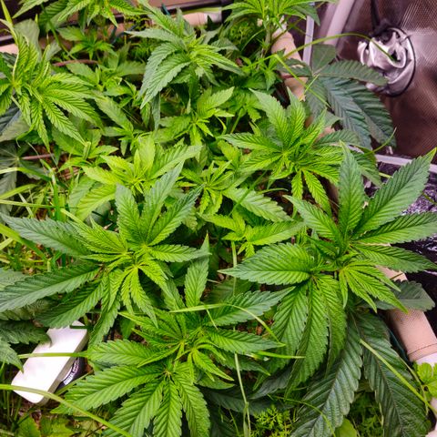 Black Cherry Gushers #3 growlog timeline photo