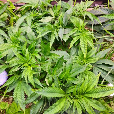 Black Cherry Gushers #4 growlog timeline photo