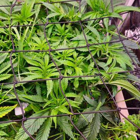 Black Cherry Gushers #3 growlog timeline photo