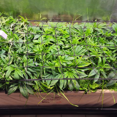 Black Cherry Gushers #4 growlog timeline photo