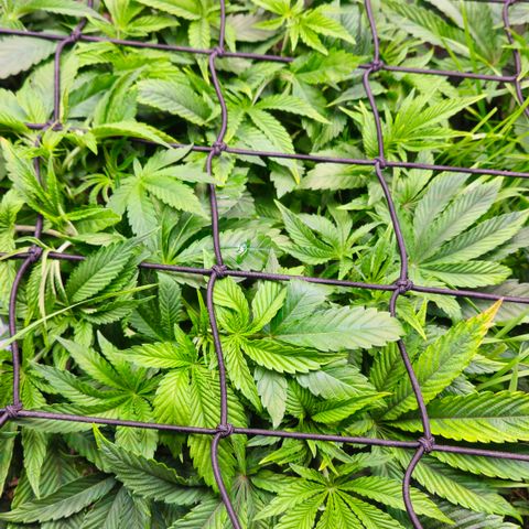 Black Cherry Gushers #4 growlog timeline photo