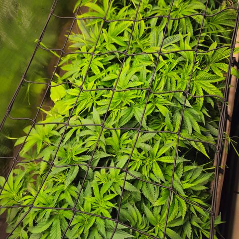 Black Cherry Gushers #4 growlog timeline photo