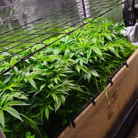 Black Cherry Gushers #4 growlog timeline photo