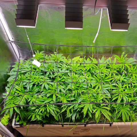 Black Cherry Gushers #4 growlog timeline photo