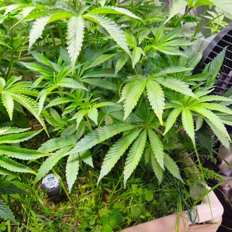 Black Cherry Gushers #3 growlog timeline photo