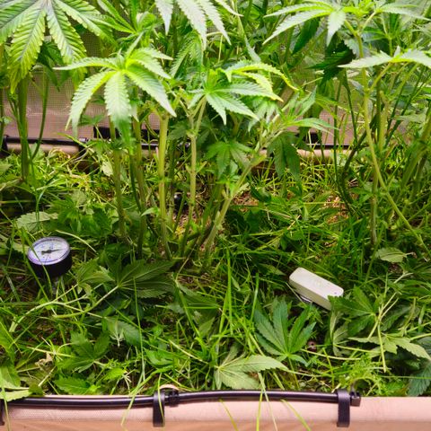 Black Cherry Gushers #4 growlog timeline photo