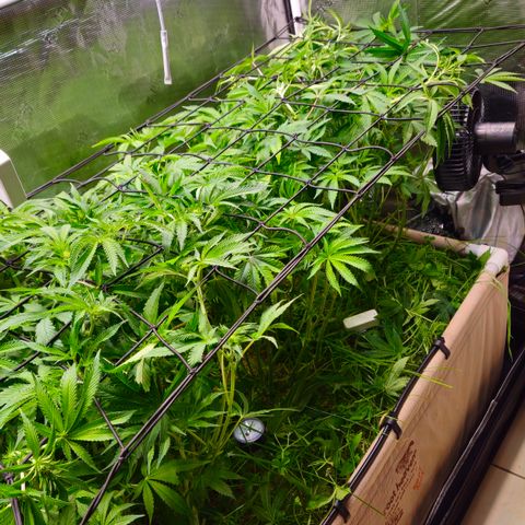 Black Cherry Gushers #4 growlog timeline photo
