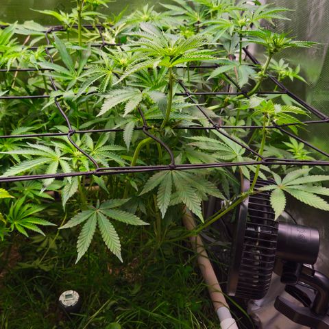 Black Cherry Gushers #3 growlog timeline photo