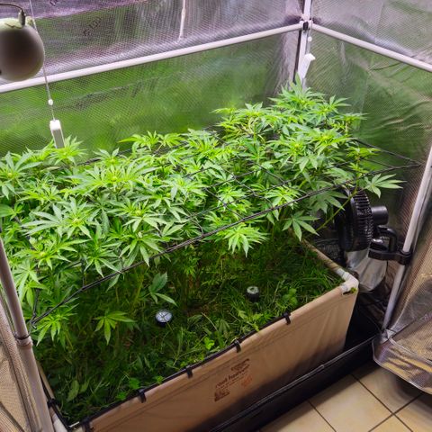 Black Cherry Gushers #4 growlog timeline photo