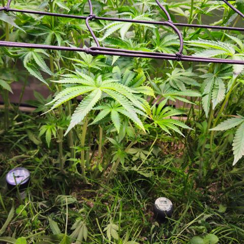 Black Cherry Gushers #4 growlog timeline photo