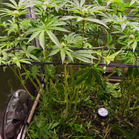 Black Cherry Gushers #2 growlog timeline photo