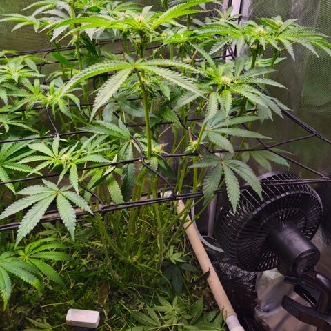Black Cherry Gushers #3 growlog timeline photo
