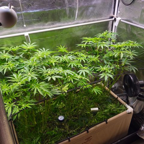 Black Cherry Gushers #4 growlog timeline photo
