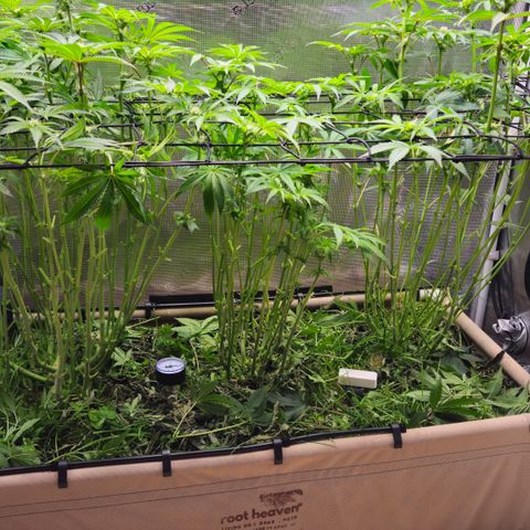 Black Cherry Gushers #4 growlog timeline photo