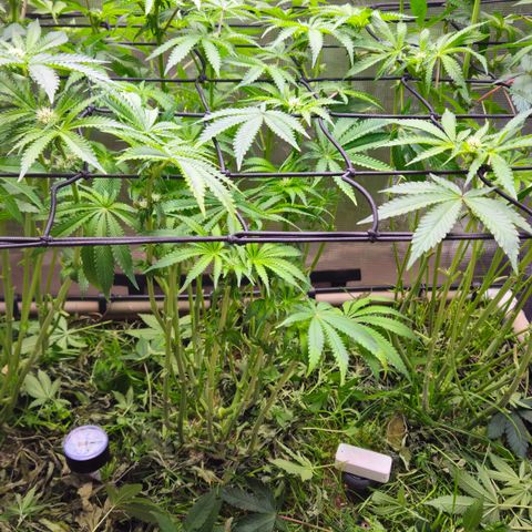 Black Cherry Gushers #4 growlog timeline photo
