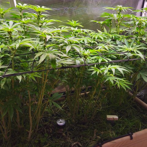 Black Cherry Gushers #4 growlog timeline photo