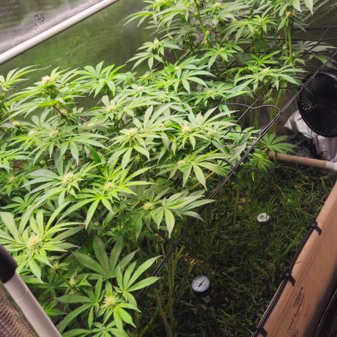 Black Cherry Gushers #4 growlog timeline photo