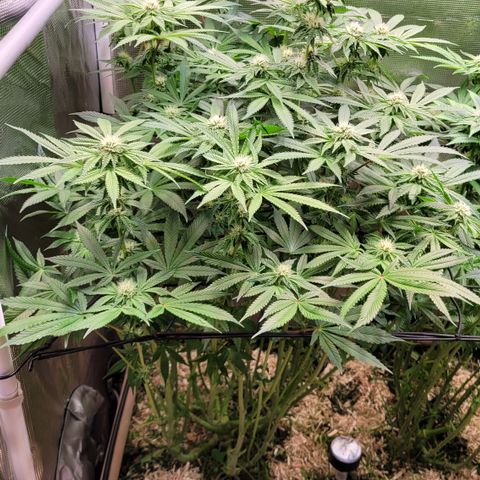 Black Cherry Gushers #2 growlog timeline photo