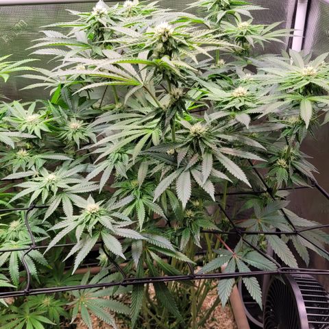 Black Cherry Gushers #3 growlog timeline photo