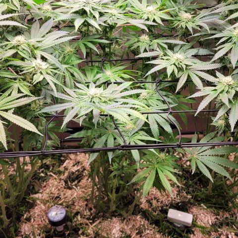 Black Cherry Gushers #4 growlog timeline photo