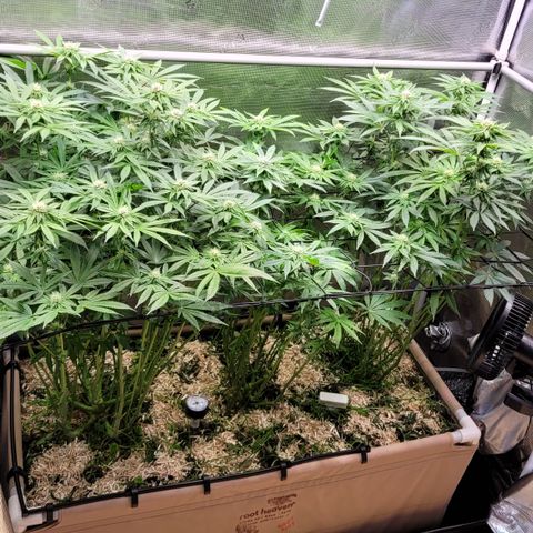 Black Cherry Gushers #4 growlog timeline photo