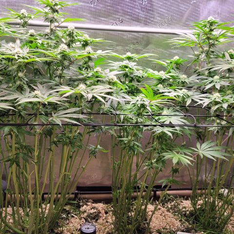 Black Cherry Gushers #4 growlog timeline photo