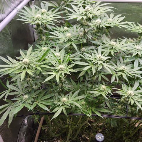 Black Cherry Gushers #2 growlog timeline photo