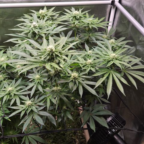 Black Cherry Gushers #3 growlog timeline photo