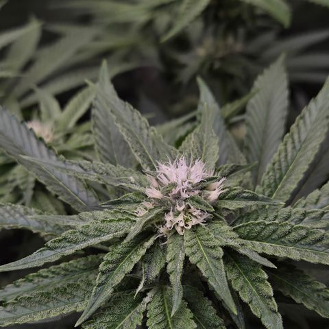 Black Cherry Gushers #2 growlog timeline photo