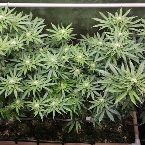 Black Cherry Gushers #4 growlog timeline photo