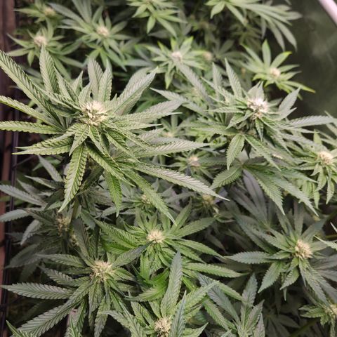 Black Cherry Gushers #4 growlog timeline photo