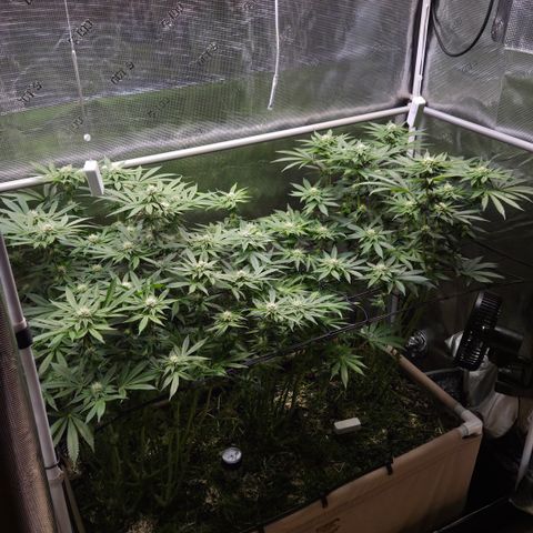 Black Cherry Gushers #4 growlog timeline photo