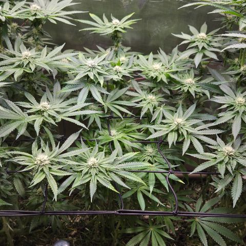 Black Cherry Gushers #4 growlog timeline photo