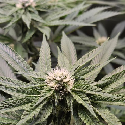 Black Cherry Gushers #3 growlog timeline photo