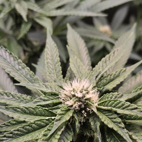 Black Cherry Gushers #3 growlog timeline photo