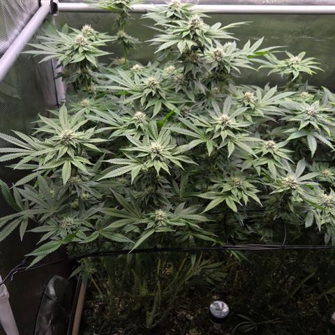 Black Cherry Gushers #2 growlog timeline photo