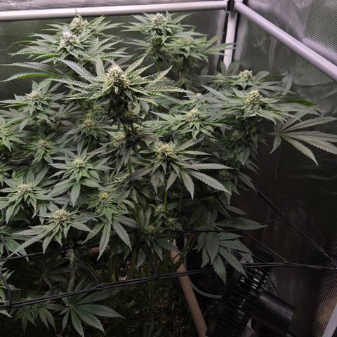 Black Cherry Gushers #3 growlog timeline photo