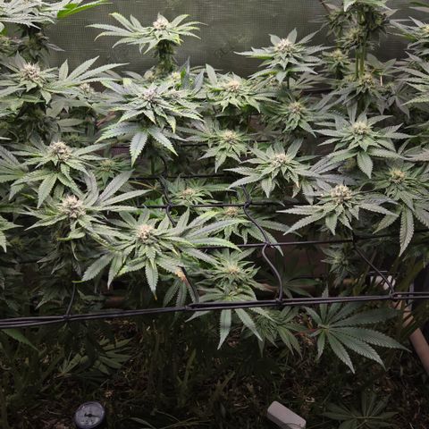 Black Cherry Gushers #4 growlog timeline photo