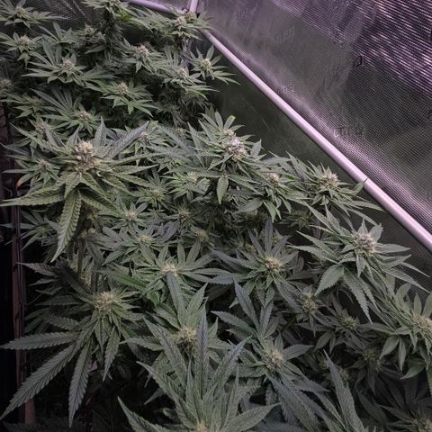 Black Cherry Gushers #4 growlog timeline photo